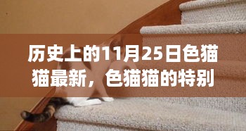 历史上的特别日子，色猫猫温馨记忆里的十一月二十五日