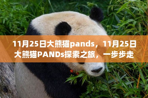 11月25日大熊猫PANDs探索之旅，走近国宝熊猫的萌态世界