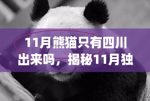 揭秘独家四川首发的高科技熊猫黑科技产品，引领科技潮流——十一月四川熊猫黑科技产品独家报道！