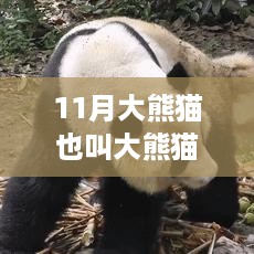 揭秘十一月大熊猫的独特魅力，生态价值与生活习性探究