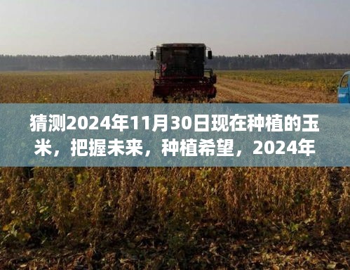 2024年玉米种植展望，把握现在，种植希望，人生启示录在田间展开