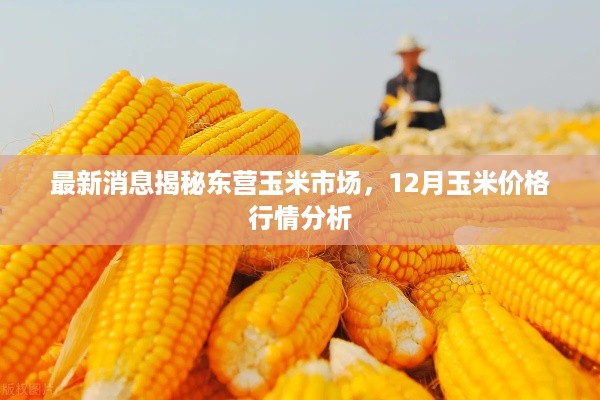 东营玉米市场最新动态揭秘，12月玉米价格行情分析