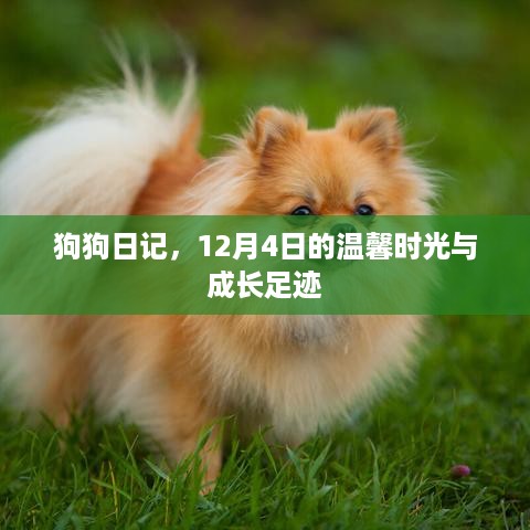 狗狗日记，温馨时光与成长足迹——12月4日的回忆与足迹