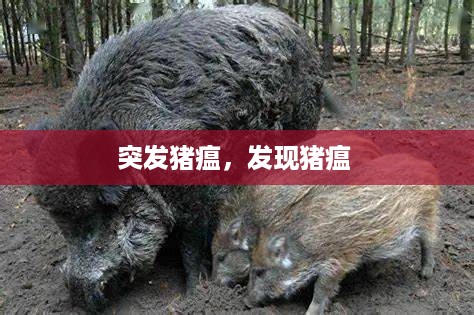 突发猪瘟，发现猪瘟 