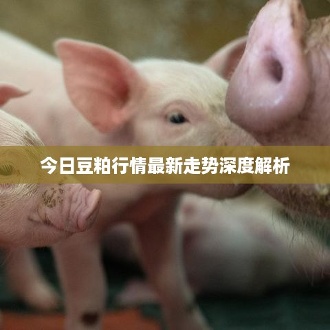 今日豆粕行情最新走势深度解析