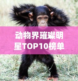 动物界璀璨明星TOP10榜单揭晓！