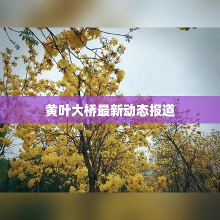 黄叶大桥最新动态报道