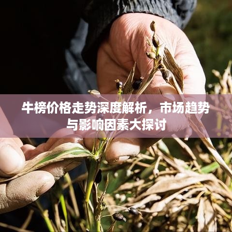 牛榜价格走势深度解析，市场趋势与影响因素大探讨