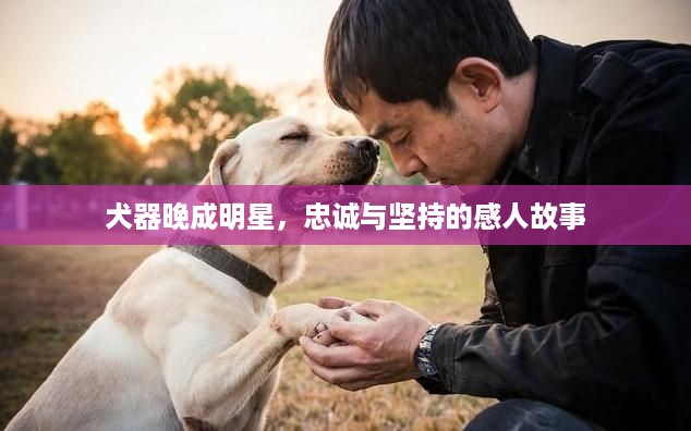 犬器晚成明星，忠诚与坚持的感人故事