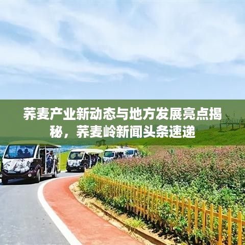 荞麦产业新动态与地方发展亮点揭秘，荞麦岭新闻头条速递