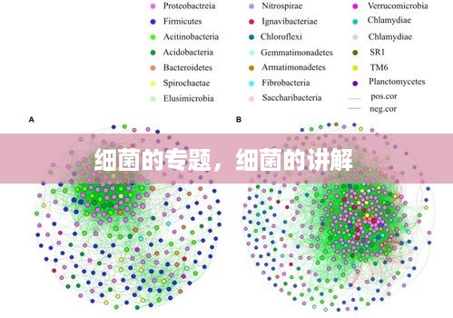 细菌的专题，细菌的讲解 