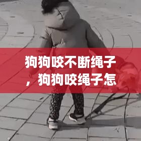 狗狗咬不断绳子，狗狗咬绳子怎么办 