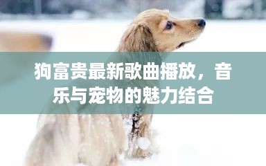 狗富贵最新歌曲播放，音乐与宠物的魅力结合